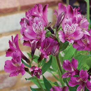 ALSTROEMERIA INCA REPLAY 2.5L