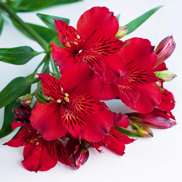 ALSTROEMERIA INCA BANDIT 2.5L