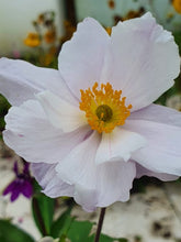 Load image into Gallery viewer, ANEMONE HUPEHENSIS DREAMING SWAN 1.5L
