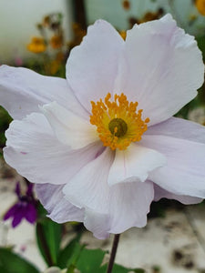 ANEMONE HUPEHENSIS DREAMING SWAN 1.5L