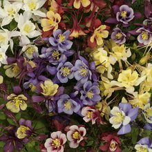Load image into Gallery viewer, AQUILEGIA COLUMBINE MIX SEED
