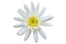 Load image into Gallery viewer, ARGYRANTHEMUM ANGELIC WHITE CHIC 2.5L
