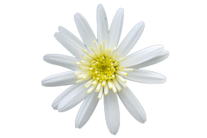 ARGYRANTHEMUM ANGELIC WHITE CHIC 2.5L