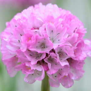 ARMERIA ARMAZING GRACE 1.3L