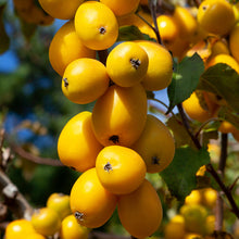 Load image into Gallery viewer, CRABAPPLE MALUS AUTUMN GOLD 15.0L
