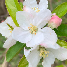 Load image into Gallery viewer, CRABAPPLE MALUS AUTUMN GOLD 15.0L
