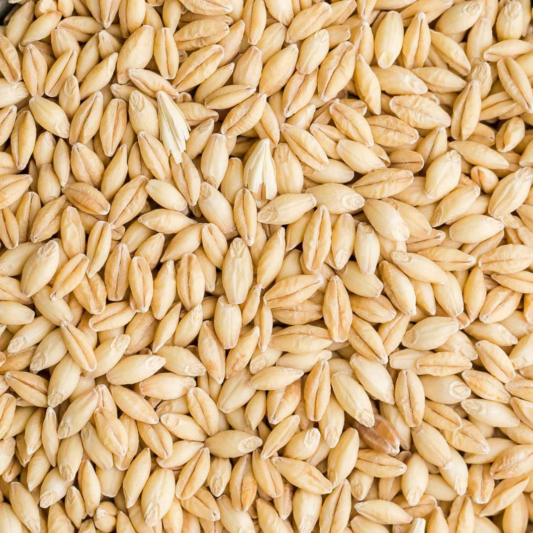 MORTON SMITH DAWE BARLEY SEED 2KG