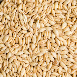 MORTON SMITH DAWE BARLEY SEED 1KG