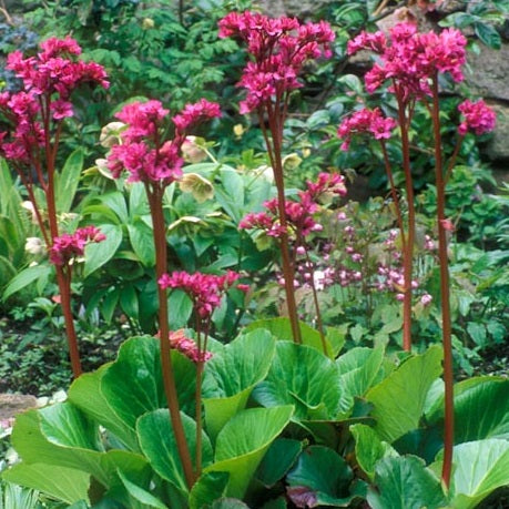 BERGENIA BRESSINGHAM RUBY 14CM