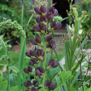 BAPTISIA DUTCH CHOCOLATE