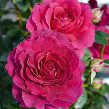 Load image into Gallery viewer, ROSE BUSH HYBRID TEA SHOWPIECE BERRY
