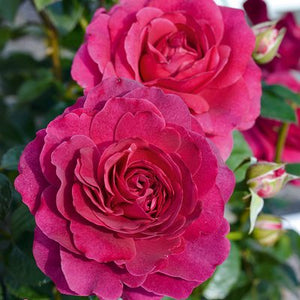 ROSE BUSH HYBRID TEA SHOWPIECE BERRY