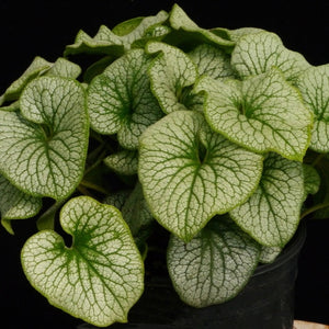 BRUNNERA ALCHEMY SILVER 14CM