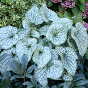 BRUNNERA ALEXANDERS GREAT 14CM