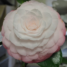 Load image into Gallery viewer, CAMELLIA JAPONICA DESIRE 4.0L
