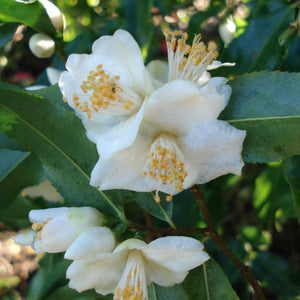 CAMELLIA SPECIES TSAII 4.0L