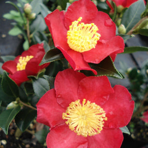 CAMELLIA SASANQUA YULETIDE 90CM STANDARD