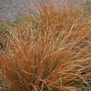 CAREX FLAGELLIFERA RED 12CM