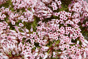 ERICA VENTRICOSA GLOBOSA 2.5L