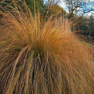 CHIONOCHLOA RUBRA RED TUSSOCK GRASS 1.9L