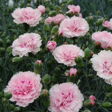 Load image into Gallery viewer, DIANTHUS MAGNIFI-SCENT CANDY FLOSS 14CM
