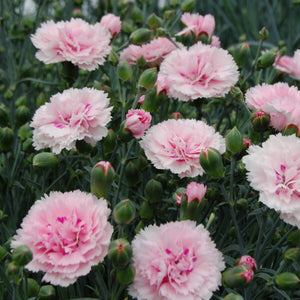 DIANTHUS MAGNIFI-SCENT CANDY FLOSS 14CM