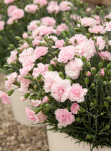 Load image into Gallery viewer, DIANTHUS MAGNIFI-SCENT CANDY FLOSS 14CM
