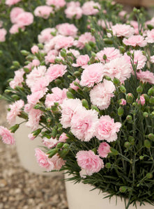 DIANTHUS MAGNIFI-SCENT CANDY FLOSS 14CM