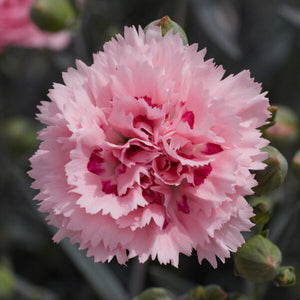 DIANTHUS MAGNIFI-SCENT CANDY FLOSS 14CM