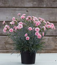 Load image into Gallery viewer, DIANTHUS MAGNIFI-SCENT CANDY FLOSS 14CM
