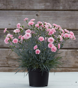 DIANTHUS MAGNIFI-SCENT CANDY FLOSS 14CM