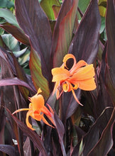 Load image into Gallery viewer, CANNA SHOW OFF INTRIGUE 2.5L
