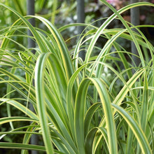 Load image into Gallery viewer, CAREX TRIFIDA REKOHU SUNRISE 15CM
