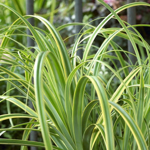 CAREX TRIFIDA REKOHU SUNRISE 15CM