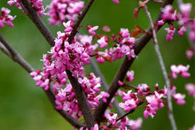 Load image into Gallery viewer, CERCIS CANADENSIS FOREST PANSY PB18
