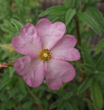 Load image into Gallery viewer, CISTUS SKANBERGII 3.3L
