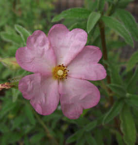 CISTUS SKANBERGII 3.3L