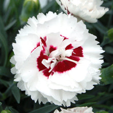 Load image into Gallery viewer, DIANTHUS MAGNIFI-SCENT COCONUT SUNDAE 14CM
