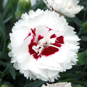 DIANTHUS MAGNIFI-SCENT COCONUT SUNDAE 14CM