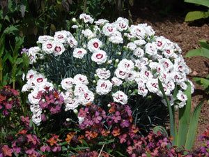 DIANTHUS MAGNIFI-SCENT COCONUT SUNDAE 14CM