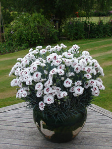 DIANTHUS MAGNIFI-SCENT COCONUT SUNDAE 14CM