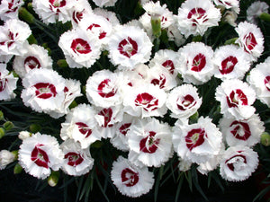 DIANTHUS MAGNIFI-SCENT COCONUT SUNDAE 14CM