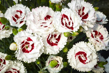 Load image into Gallery viewer, DIANTHUS MAGNIFI-SCENT COCONUT SUNDAE 14CM
