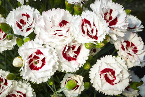 DIANTHUS MAGNIFI-SCENT COCONUT SUNDAE 14CM