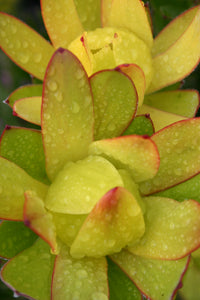 LEUCADENDRON INCA GOLD 1.5L