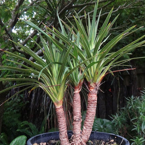 CORDYLINE KARO KIRI 2.5L