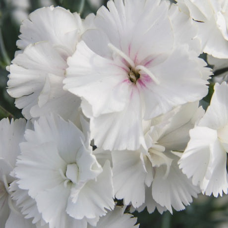 DIANTHUS ANGEL OF PURITY 1.5L