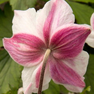 ANEMONE HUPEHENSIS DAINTY SWAN 1.5L