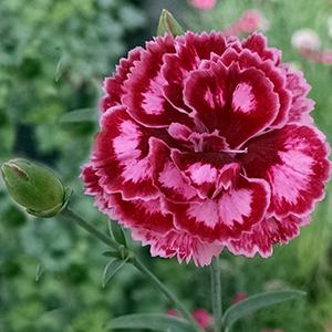 DIANTHUS ANGEL OF HARMONY 1.5L