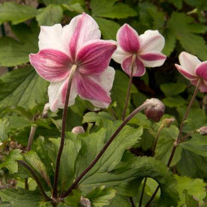 ANEMONE HUPEHENSIS DAINTY SWAN 1.5L